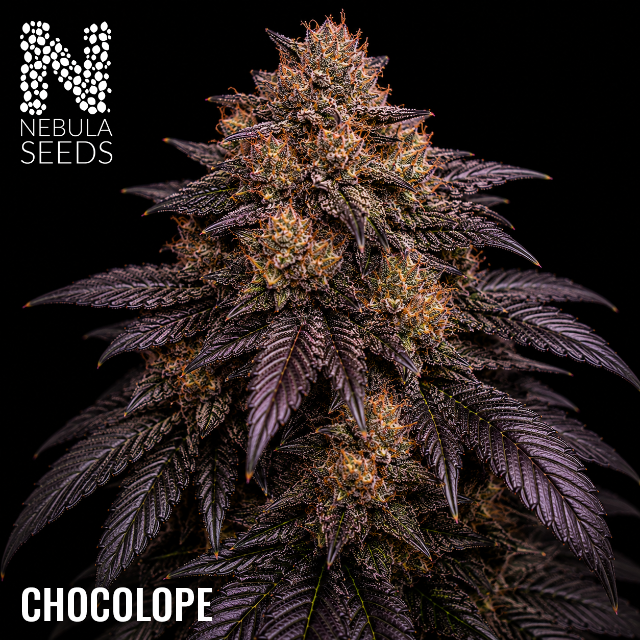 Chocolope feminized cannabis seeds for sale at Nebula Seeds. Buy cannabis seeds online in South Africa with premium genetics for cultivation