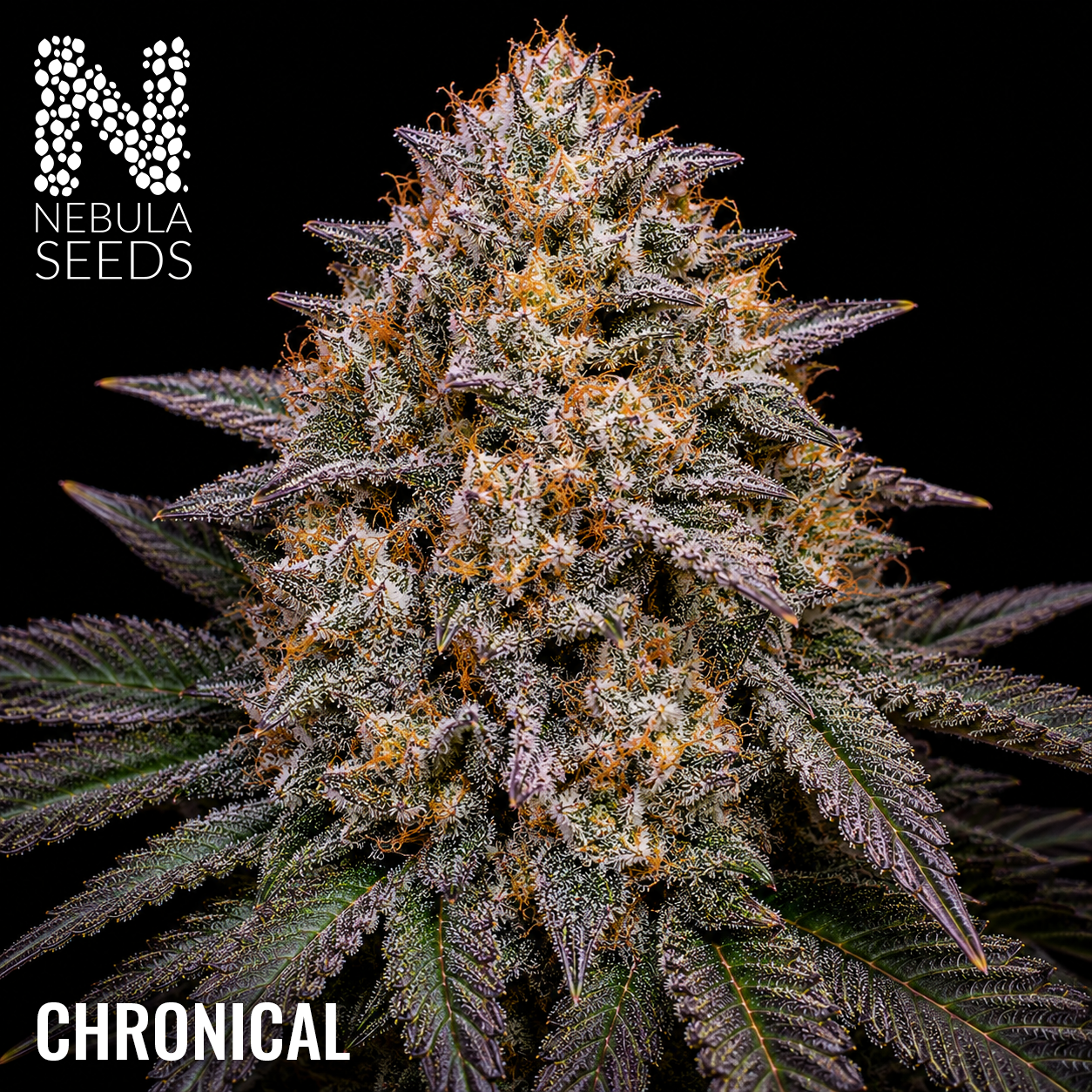 Chronical - Buy South African Cannabis Seeds Nebula Seeds