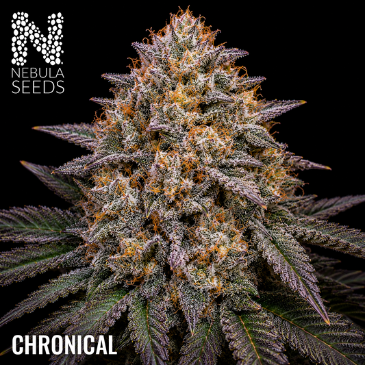 Chronical - Buy South African Cannabis Seeds Nebula Seeds