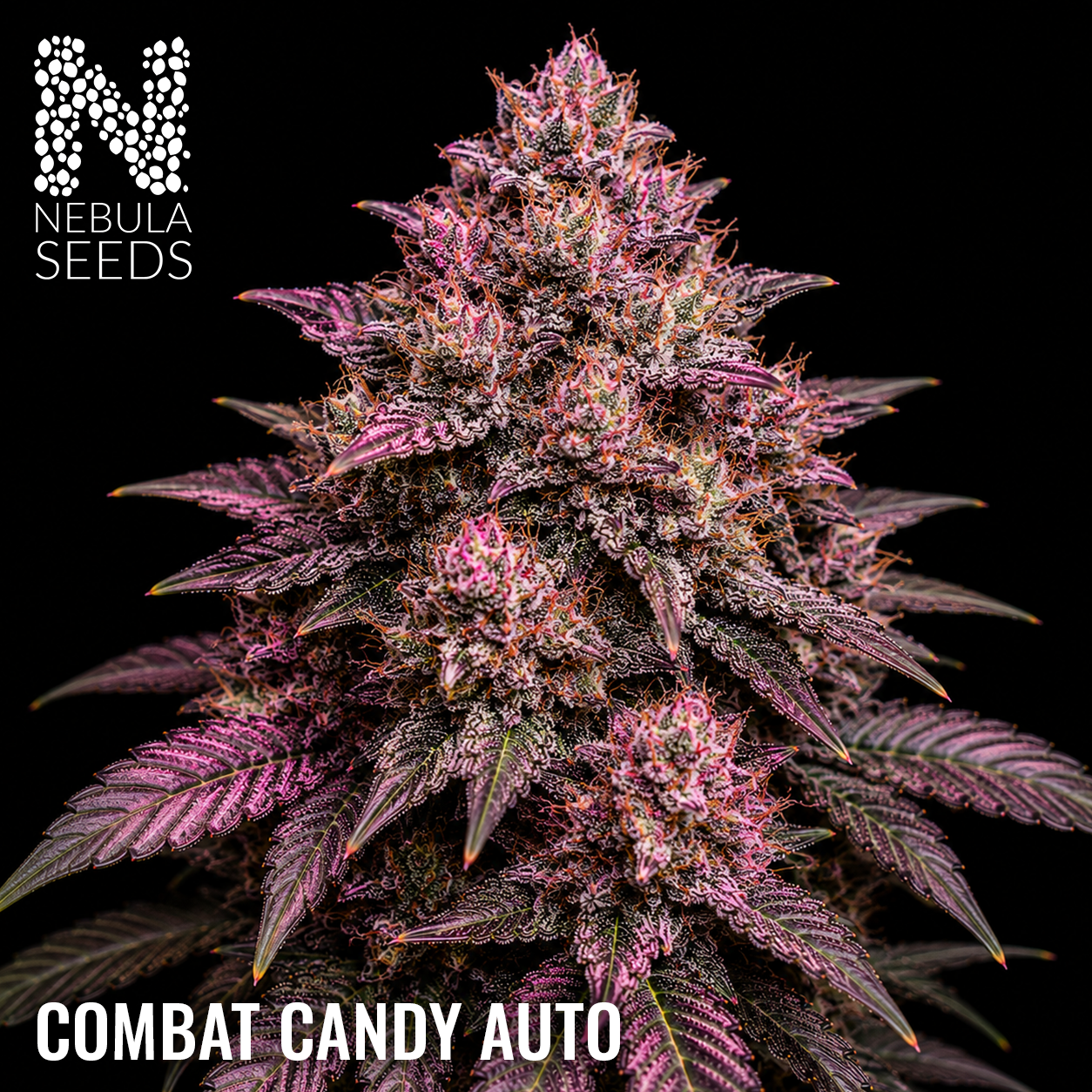 Combat Candy Auto Feminized cannabis seeds for sale at Nebula Seeds. Buy cannabis seeds online in South Africa with premium genetics for cultivation