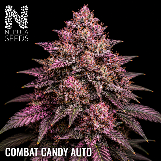 Combat Candy Auto Feminized cannabis seeds for sale at Nebula Seeds. Buy cannabis seeds online in South Africa with premium genetics for cultivation