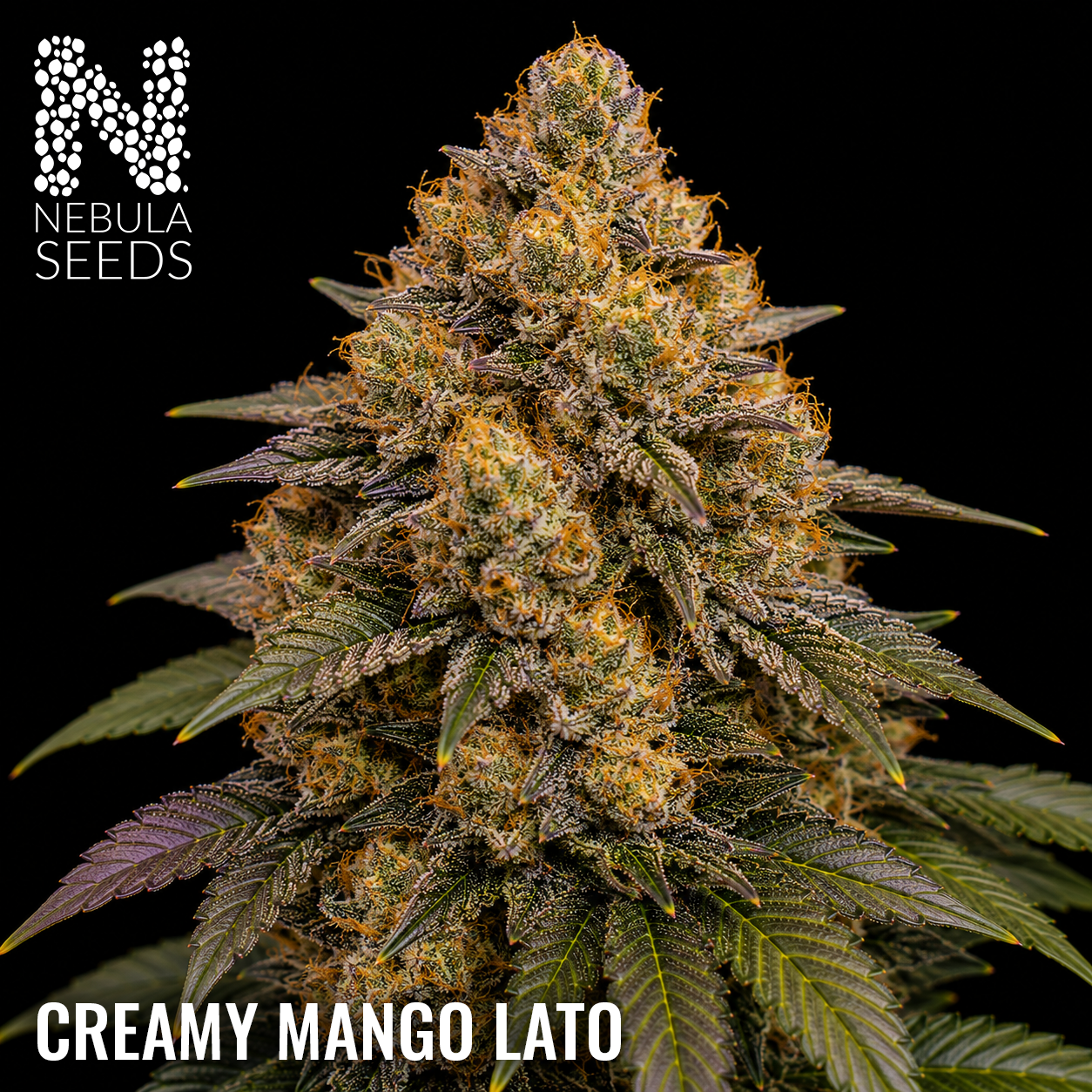 Creamy Mango Lato regular cannabis seeds for sale at Nebula Seeds. Buy cannabis seeds online in South Africa with premium genetics for cultivation