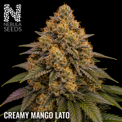 Creamy Mango Lato regular cannabis seeds for sale at Nebula Seeds. Buy cannabis seeds online in South Africa with premium genetics for cultivation
