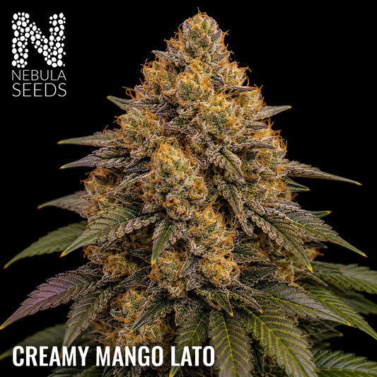 Creamy Mango Lato regular cannabis seeds for sale at Nebula Seeds. Buy cannabis seeds online in South Africa with premium genetics for cultivation