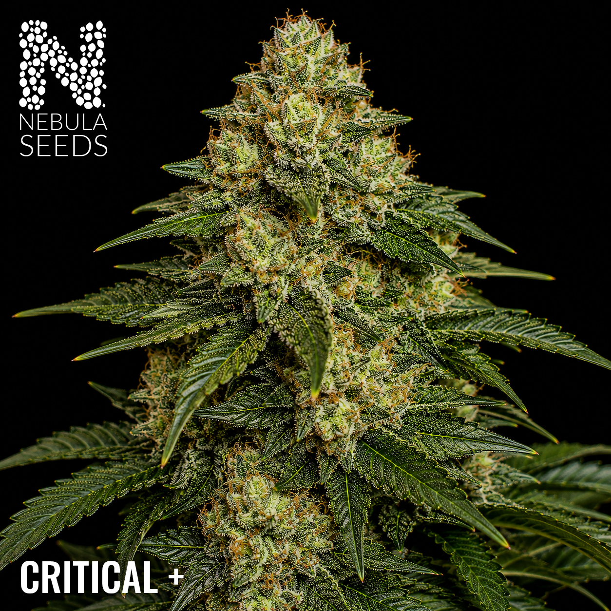Critical + Feminized cannabis seeds for sale at Nebula Seeds. Buy cannabis seeds online in South Africa with premium genetics for cultivation