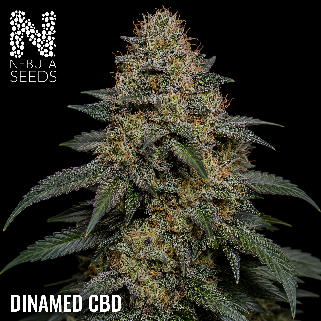 Dinamed CBD feminized cannabis seeds for sale at Nebula Seeds. Buy cannabis seeds online in South Africa with premium genetics for cultivation