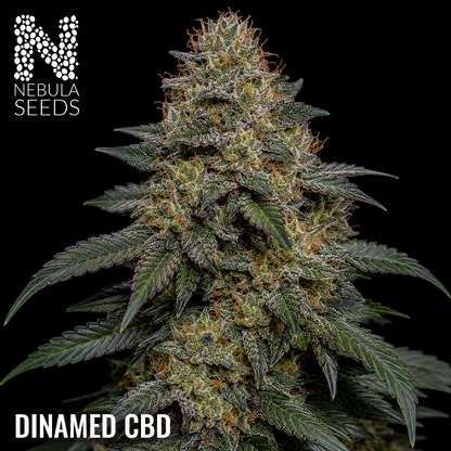 Dinamed CBD feminized cannabis seeds for sale at Nebula Seeds. Buy cannabis seeds online in South Africa with premium genetics for cultivation