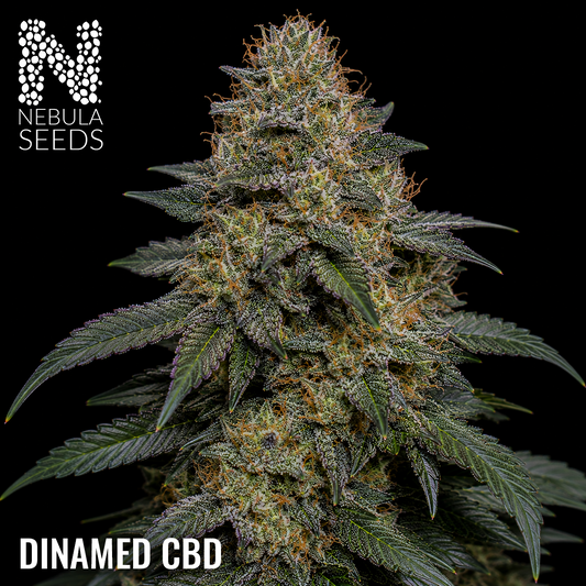 Dinamed CBD feminized cannabis seeds for sale at Nebula Seeds. Buy cannabis seeds online in South Africa with premium genetics for cultivation