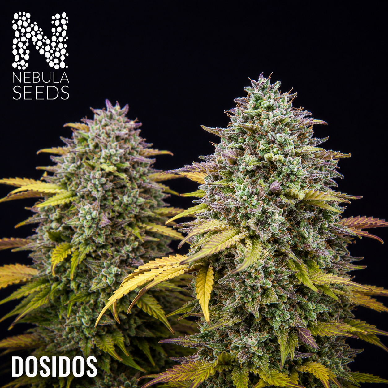 Dosidos Nebula Seeds, South African Cannabis Seedbank Nebula Seeds