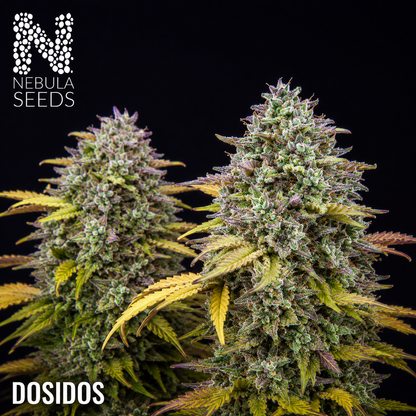Dosidos Nebula Seeds, South African Cannabis Seedbank Nebula Seeds