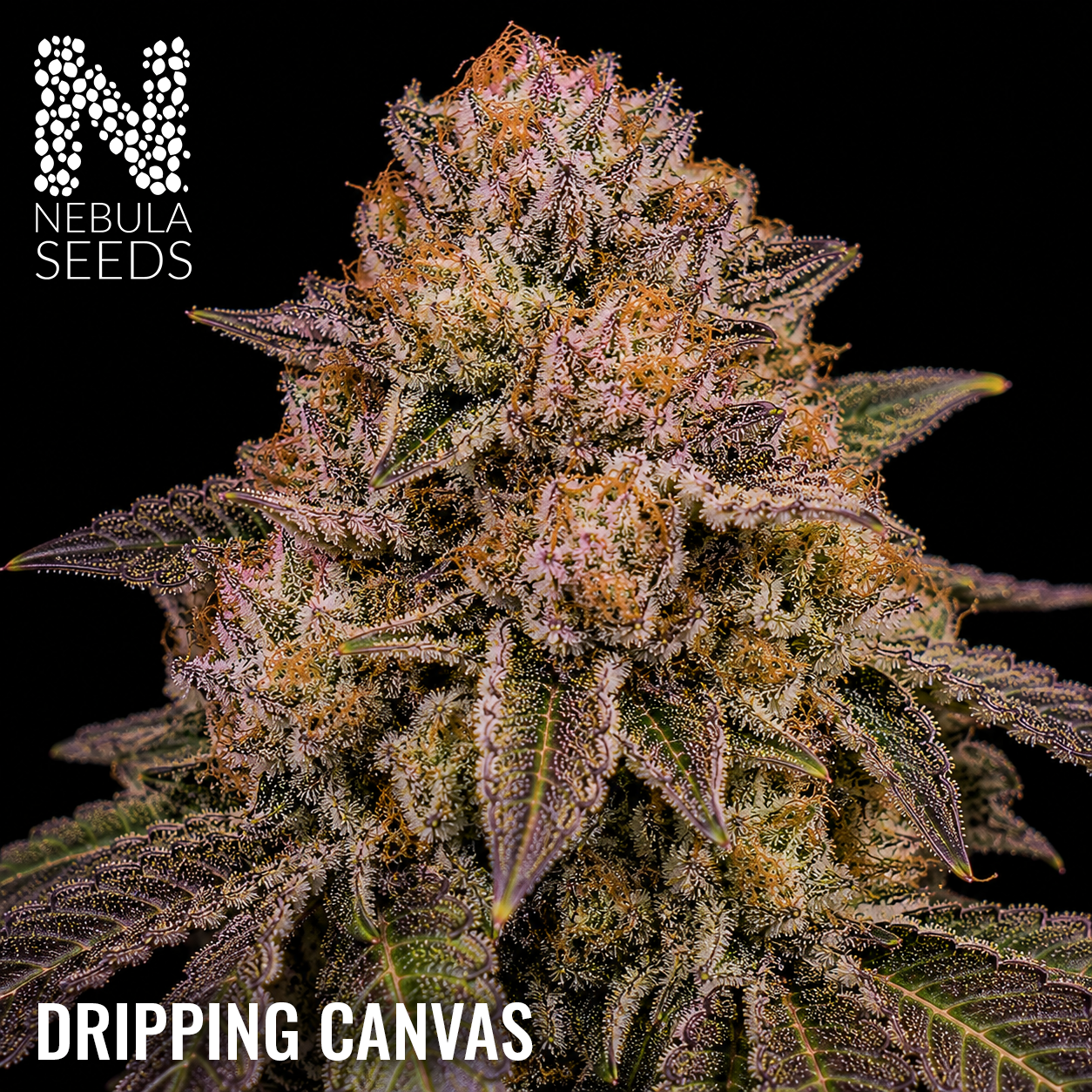 Dripping Canvas - Buy South African Cannabis Seeds Nebula Seeds
