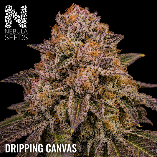 Dripping Canvas - Buy South African Cannabis Seeds Nebula Seeds