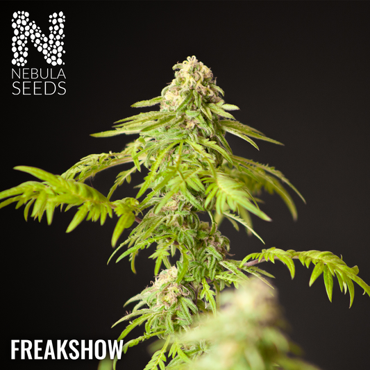 Freakshow-Feminized-Cannabis-Seeds-South-Africa
