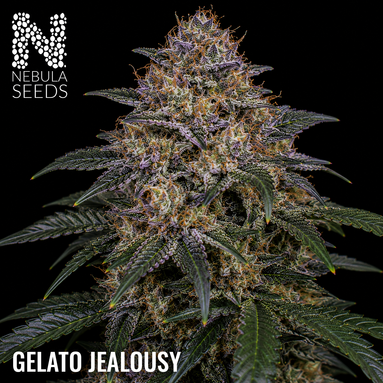 Gelato Jealousy feminized cannabis seeds for sale at Nebula Seeds. Buy cannabis seeds online in South Africa with premium genetics for cultivation