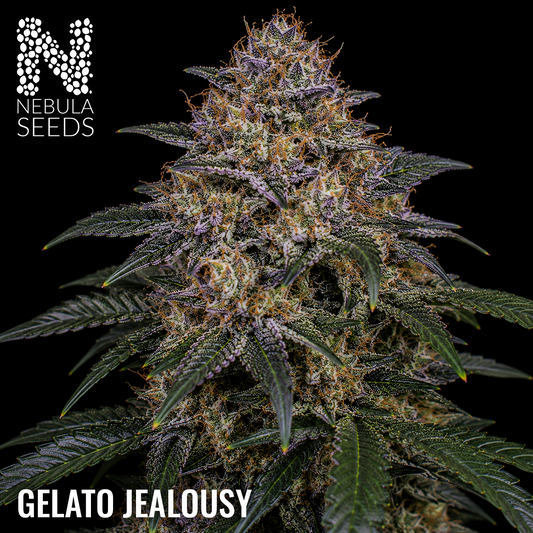 Gelato Jealousy feminized cannabis seeds for sale at Nebula Seeds. Buy cannabis seeds online in South Africa with premium genetics for cultivation