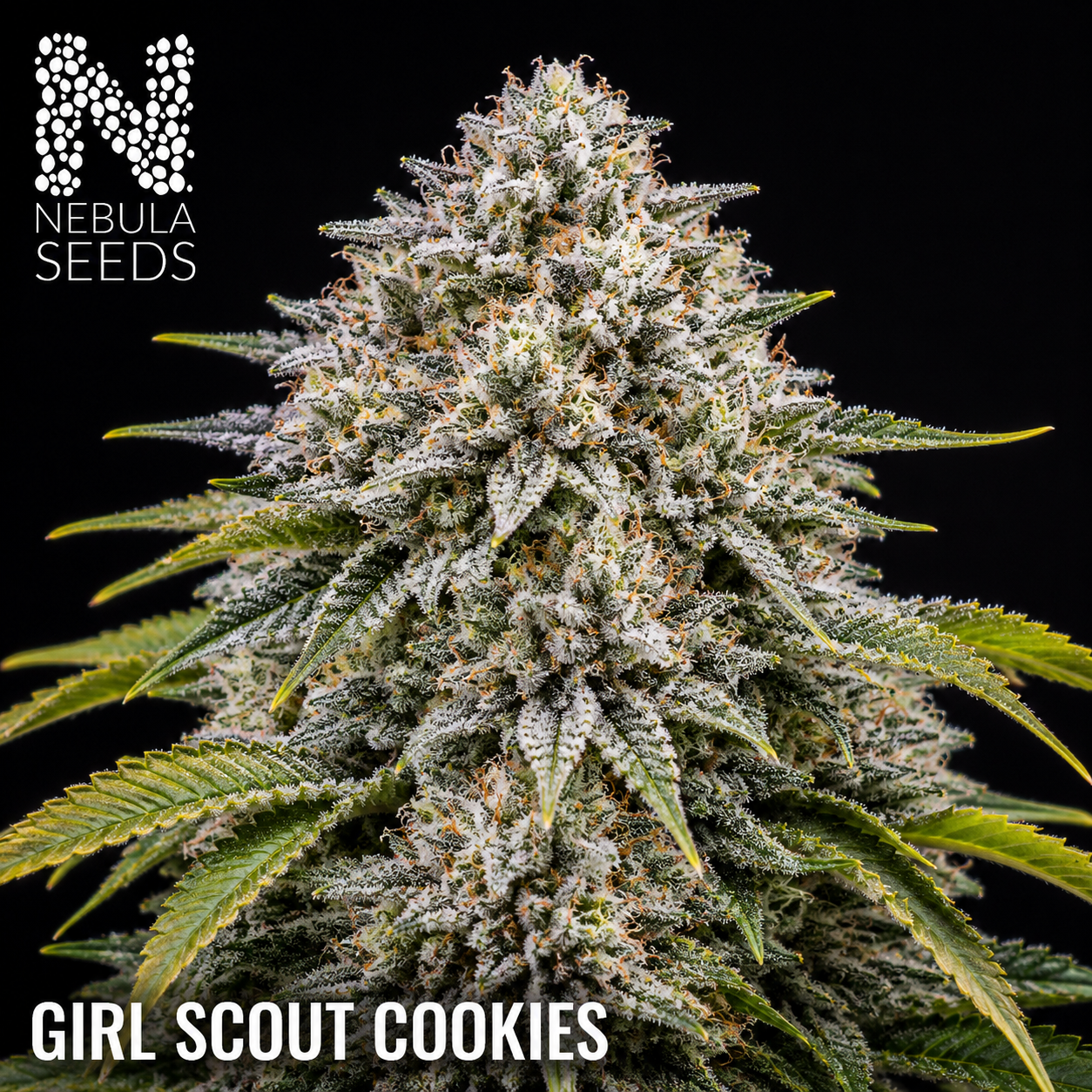 Girl Scout Cookies Nebula Seeds, South African Cannabis Seedbank