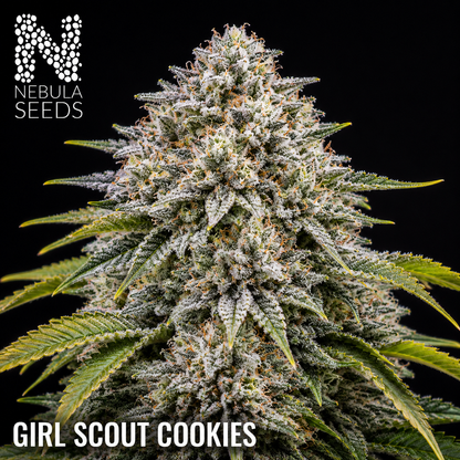 Girl Scout Cookies Nebula Seeds, South African Cannabis Seedbank