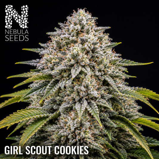 Girl Scout Cookies Nebula Seeds, South African Cannabis Seedbank