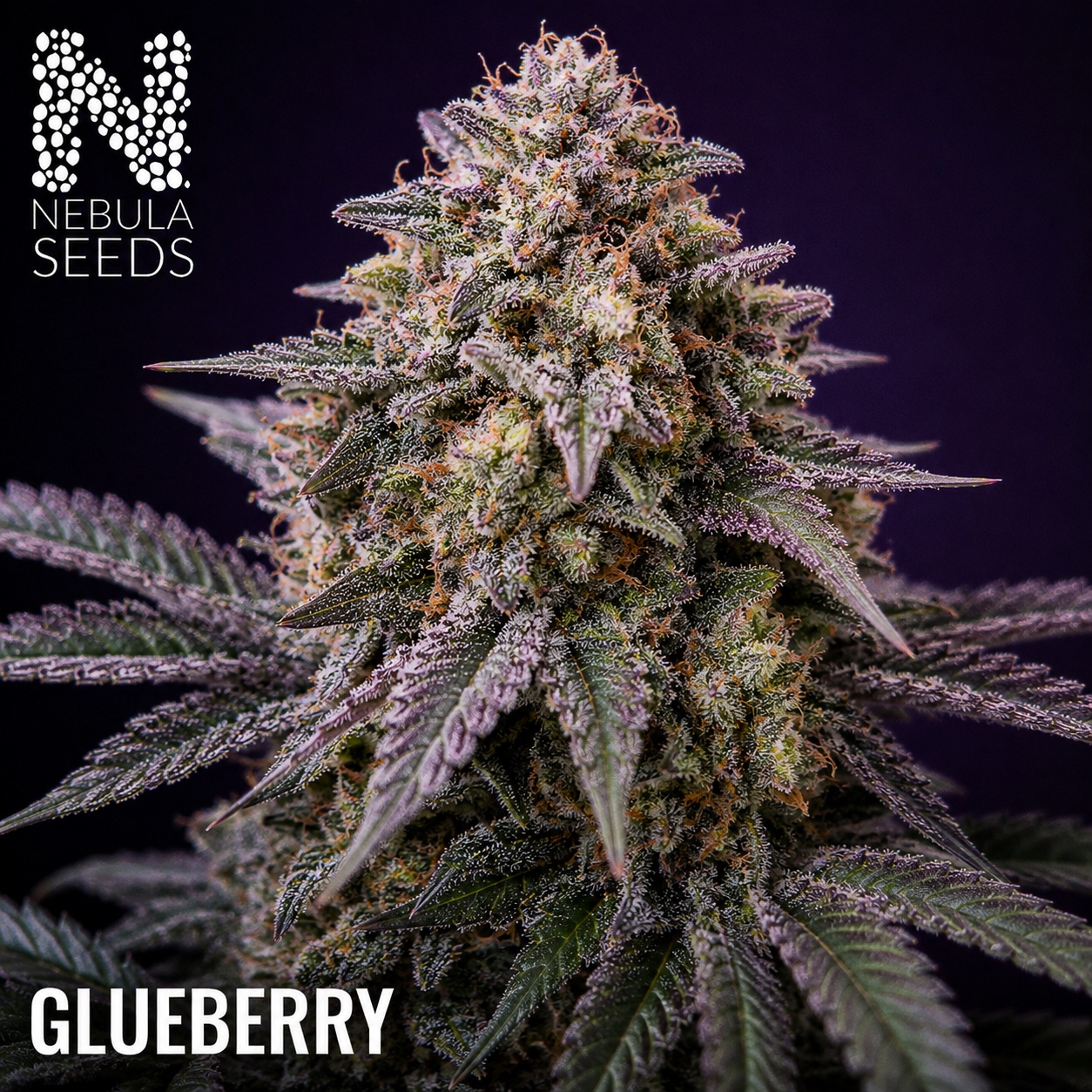 Glueberry Nebula Seeds Cannabis seeds South Africa