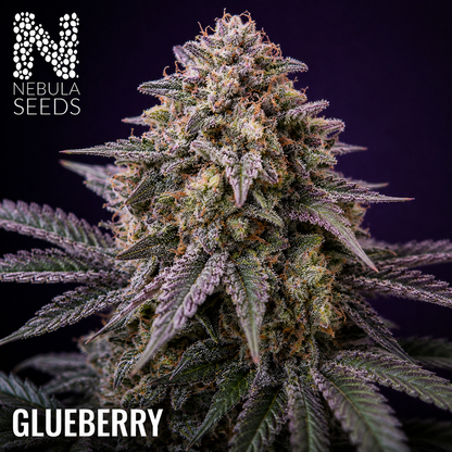 Glueberry Nebula Seeds Cannabis seeds South Africa