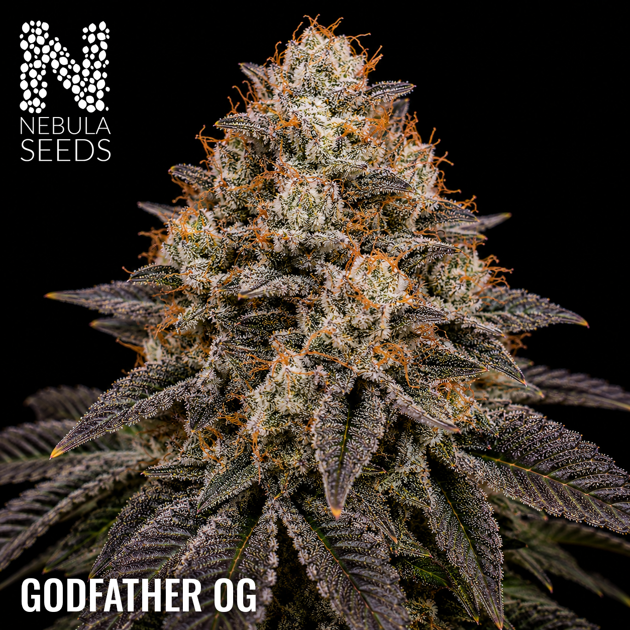 Godfather OG - Buy South African Cannabis Seeds Nebula Seeds
