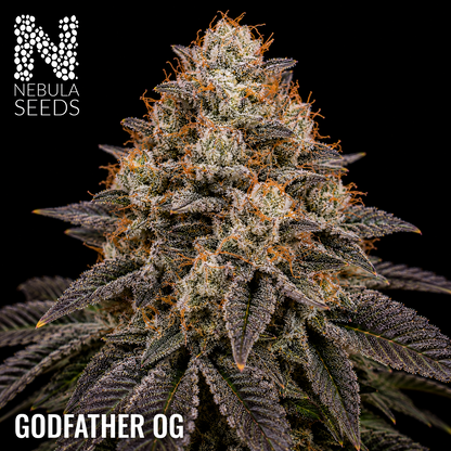 Godfather OG - Buy South African Cannabis Seeds Nebula Seeds