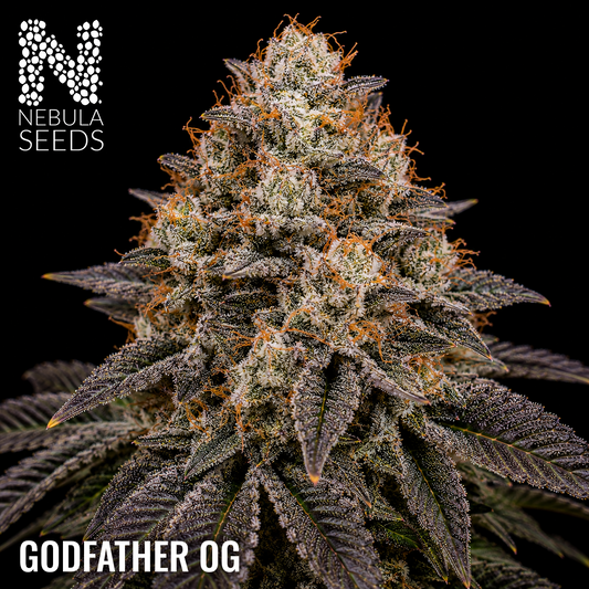 Godfather OG - Buy South African Cannabis Seeds Nebula Seeds