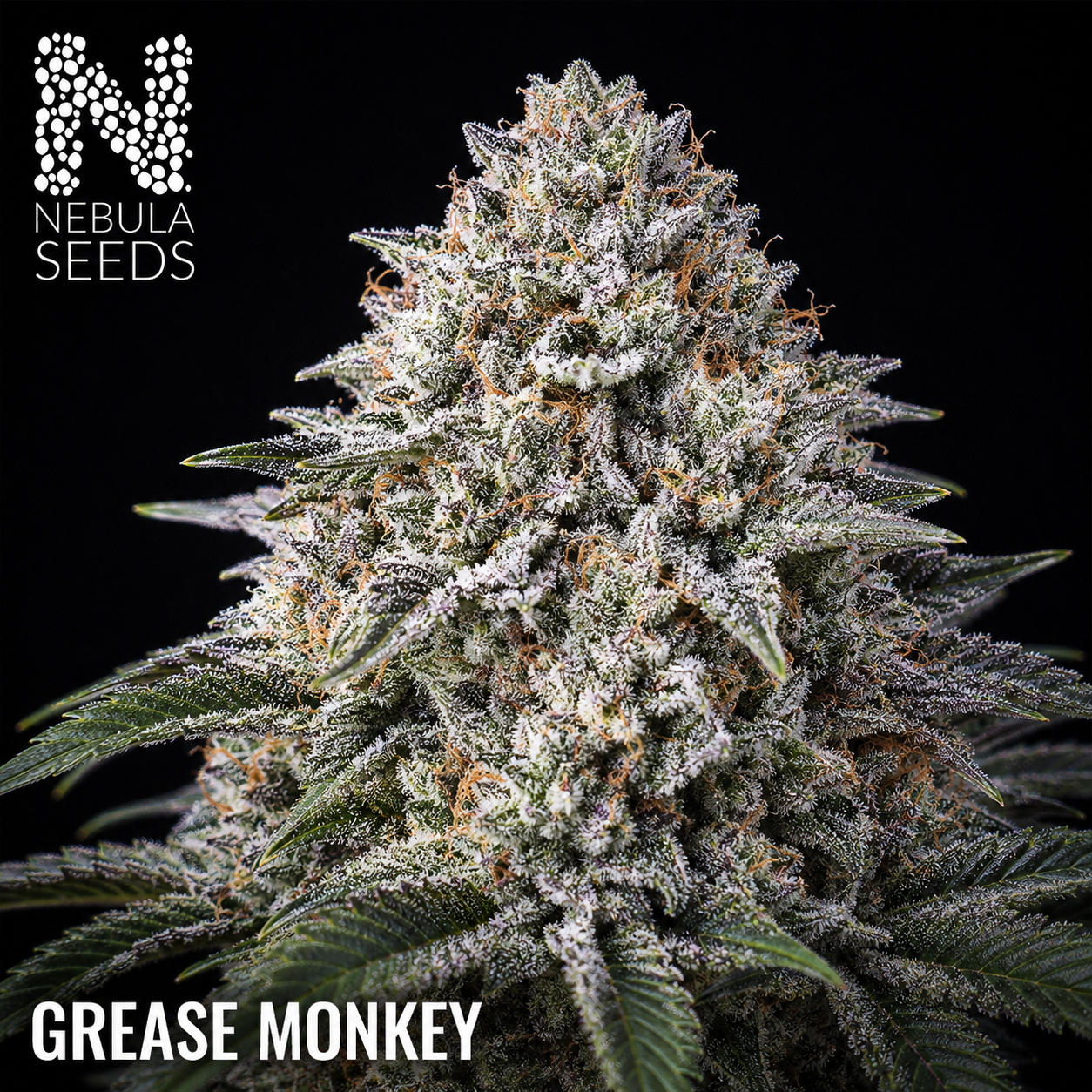 Grease Monkey Nebula Seeds, South African Cannabis Seedbank Nebula Seeds