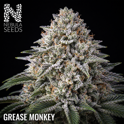 Grease Monkey Nebula Seeds, South African Cannabis Seedbank Nebula Seeds