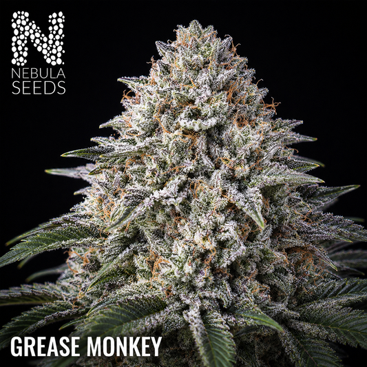 Grease Monkey Nebula Seeds, South African Cannabis Seedbank Nebula Seeds