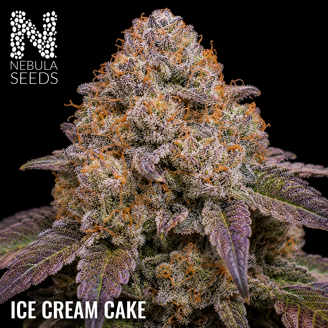 Ice Cream Cake Feminized cannabis seeds for sale at Nebula Seeds. Buy cannabis seeds online in South Africa with premium genetics for cultivation_