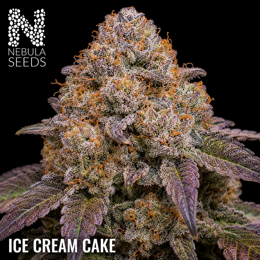 Ice Cream Cake Feminized cannabis seeds for sale at Nebula Seeds. Buy cannabis seeds online in South Africa with premium genetics for cultivation_