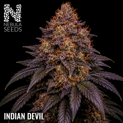 Indian Devil Feminized cannabis seeds for sale at Nebula Seeds. Buy cannabis seeds online in South Africa with premium genetics for cultivation
