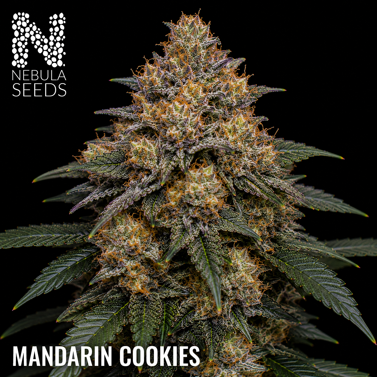 Mandarin Cookies feminized cannabis seeds for sale at Nebula Seeds. Buy cannabis seeds online in South Africa with premium genetics for cultivation