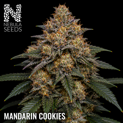 Mandarin Cookies feminized cannabis seeds for sale at Nebula Seeds. Buy cannabis seeds online in South Africa with premium genetics for cultivation
