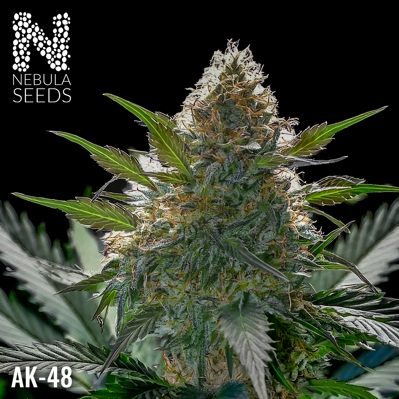 AK-48 Regular