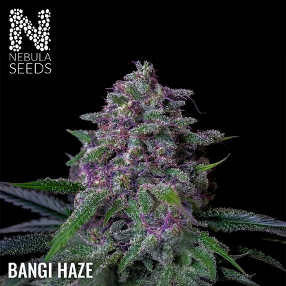 Bangi Haze South African Cannabis seedbank Nebula Seeds