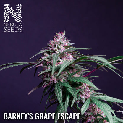 Barney's Grape Escape Feminized