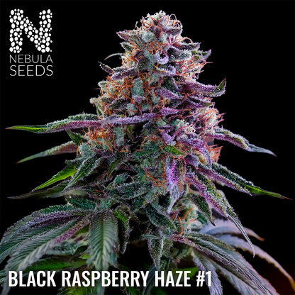 Black Raspberry Haze #1 Feminized