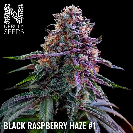 Black Raspberry Haze #1 Feminized