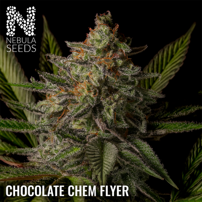 Chocolate Chem Flyer Feminized