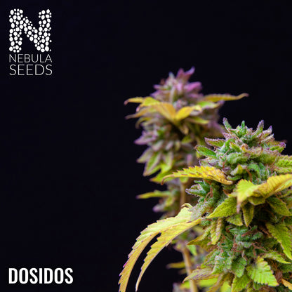 Dosidos Feminized