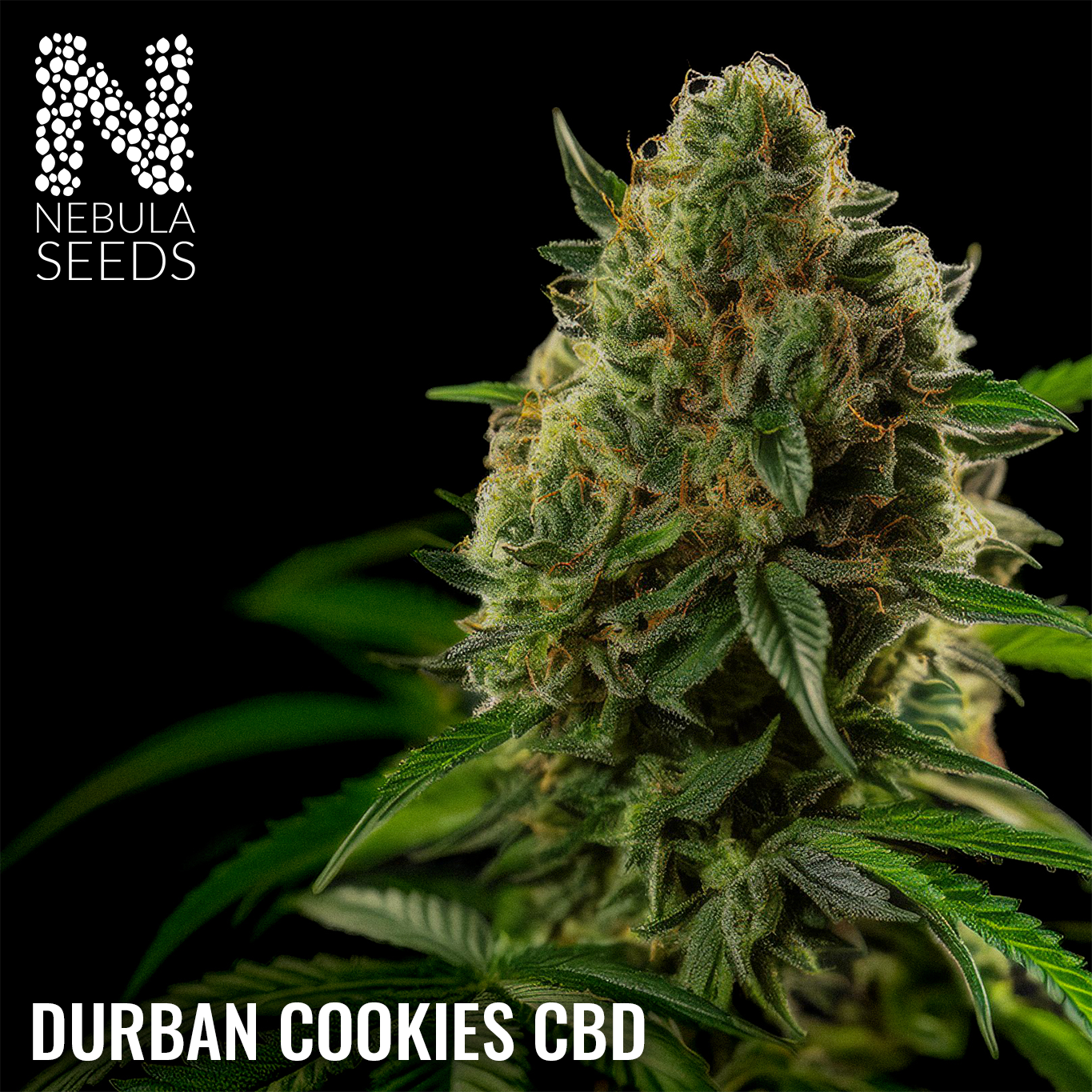 Durban Cookies CBD - Regular