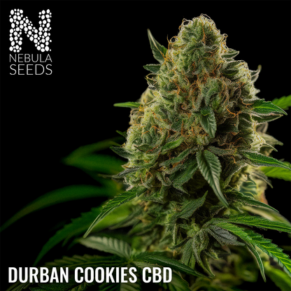 Durban Cookies CBD - Regular