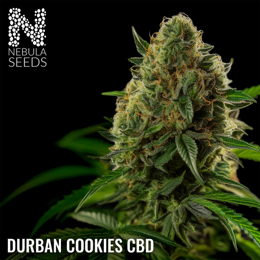 Durban Cookies CBD Regular
