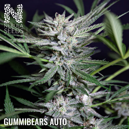 Gummibears Auto Feminized