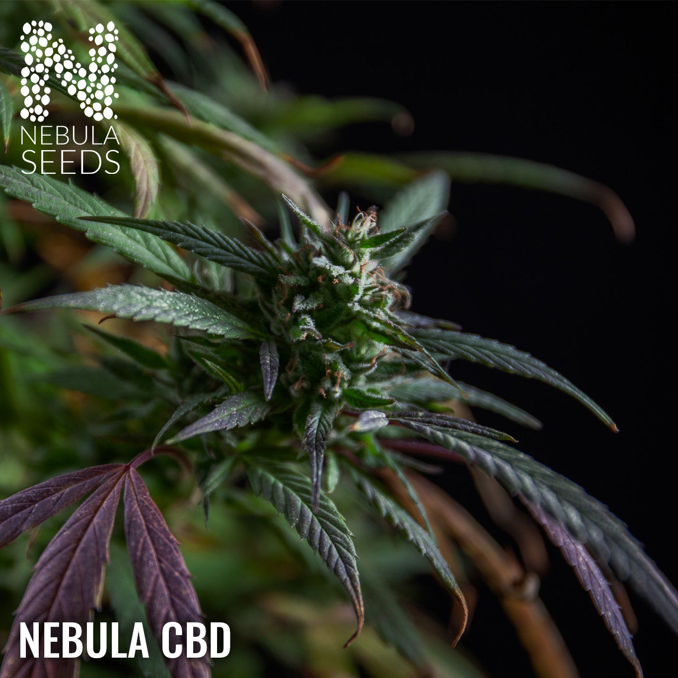 Nebula CBD - Feminized