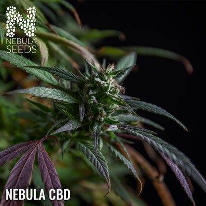 Nebula CBD - Feminized