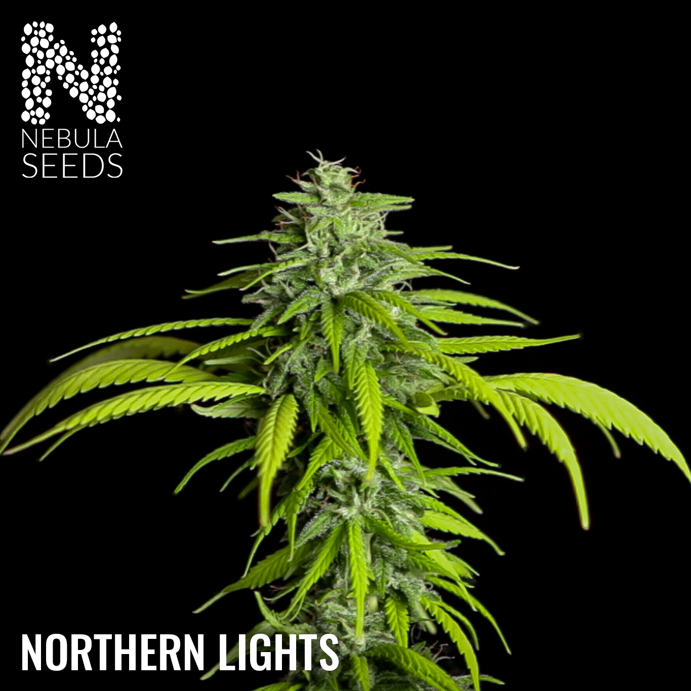 Northern Lights Feminized