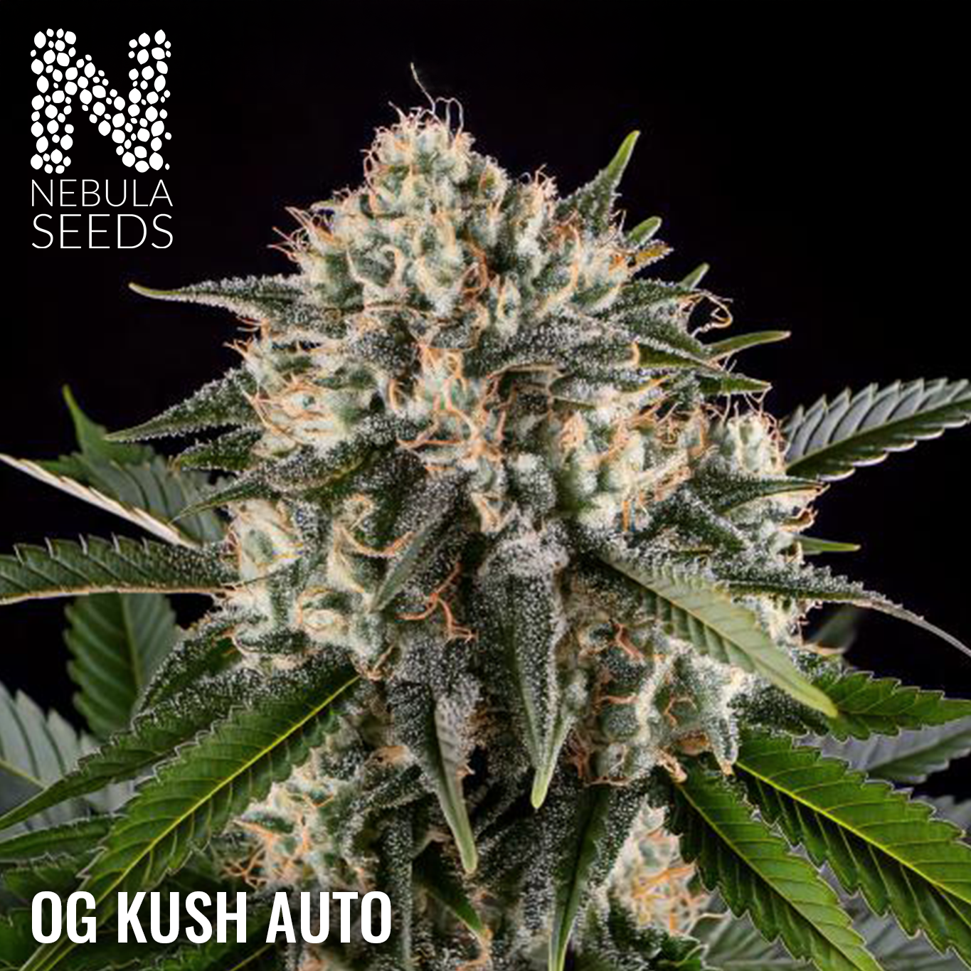 OG Kush Auto - Feminized